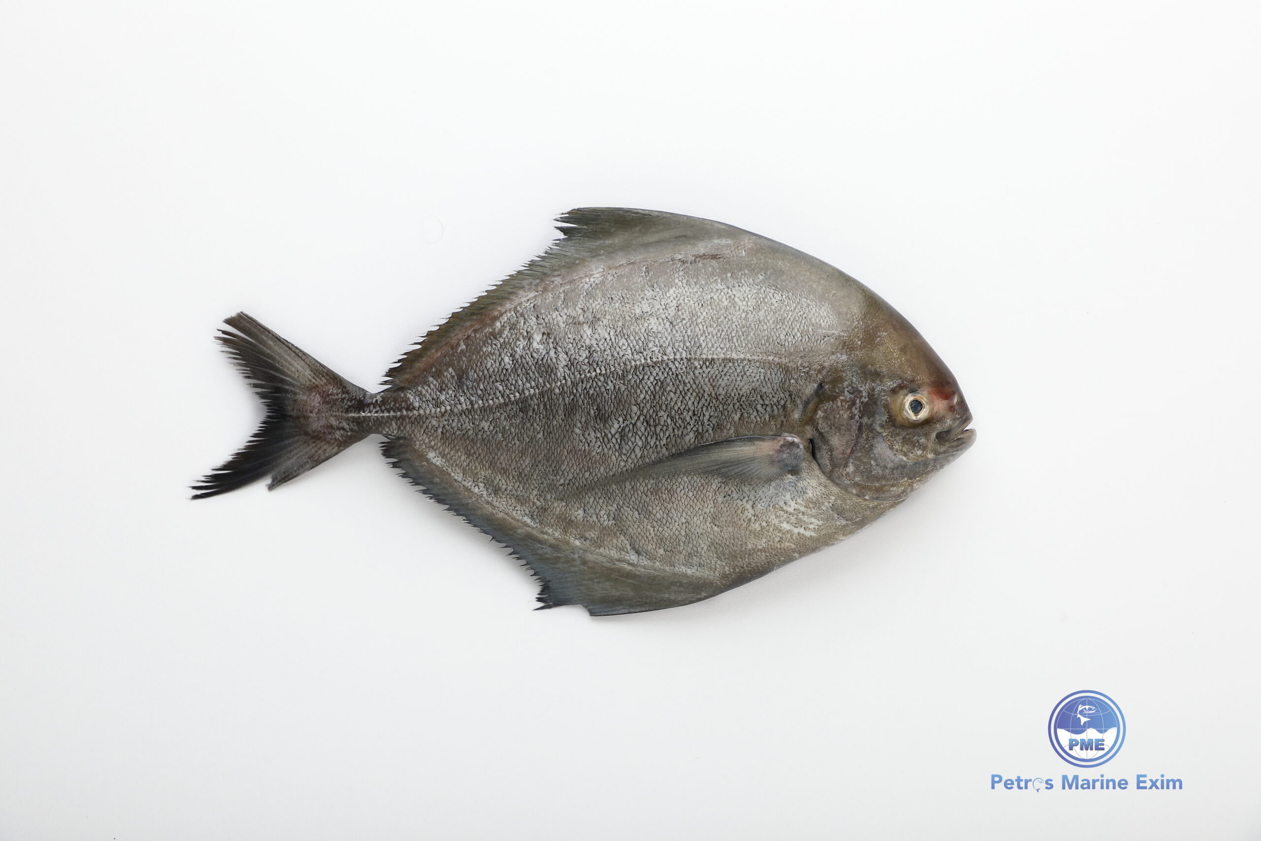 கருப்பு வவ்வால் மீன் BLACK-POMFRET